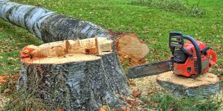 Best Fruit Tree Pruning  in Canterwood, WA