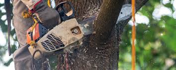 Best Arborist Consultation Services  in Canterwood, WA