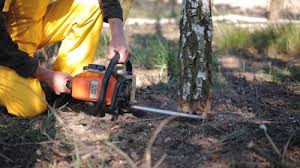Best Tree Mulching  in Canterwood, WA