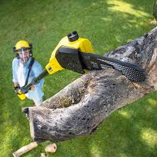 Best Tree Disease Treatment  in Canterwood, WA