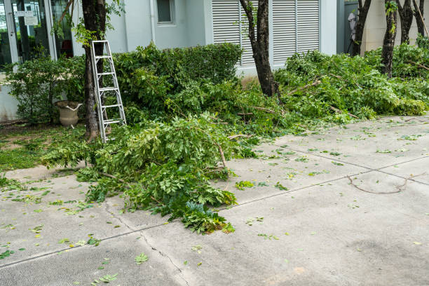 Best Organic Lawn Care Solutions  in Canterwood, WA