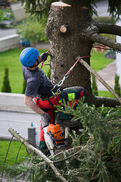Best Leaf Removal  in Canterwood, WA