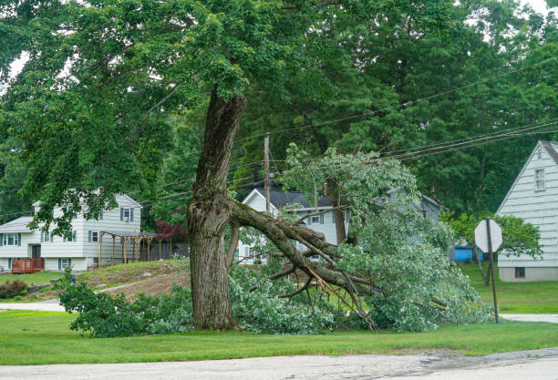 Best Tree Trimming and Pruning  in Canterwood, WA
