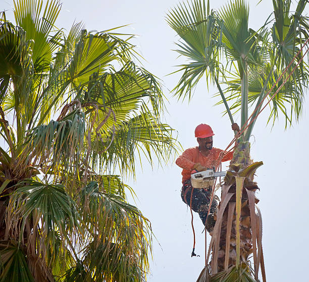 Best Storm Damage Tree Cleanup  in Canterwood, WA