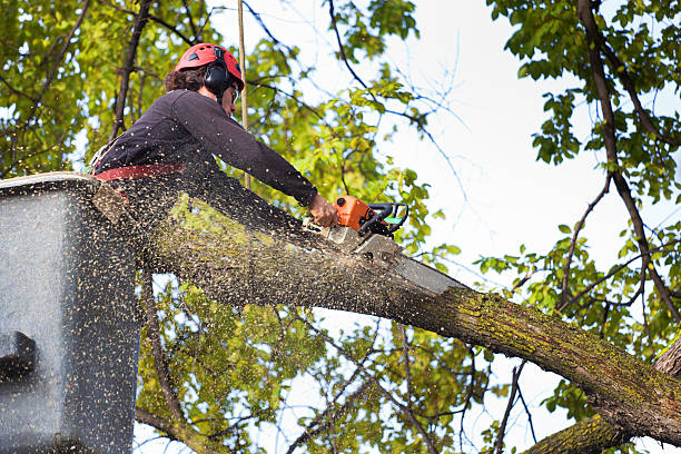 Best Lawn Pest Prevention  in Canterwood, WA